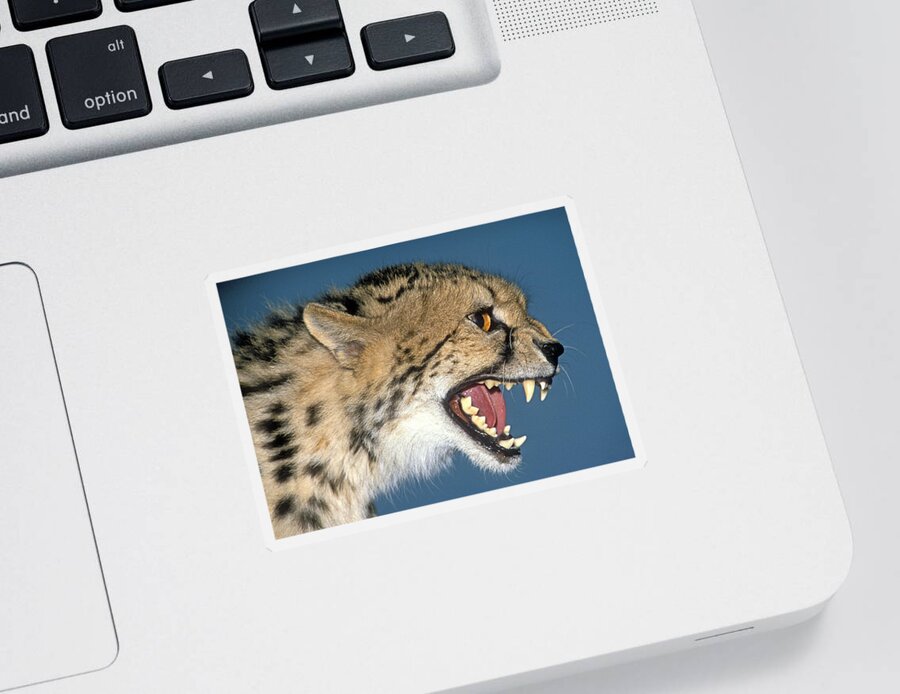 Acinonyx Sticker featuring the photograph Cheetah Acinonyx Jubatus #2 by G Ronald Austing