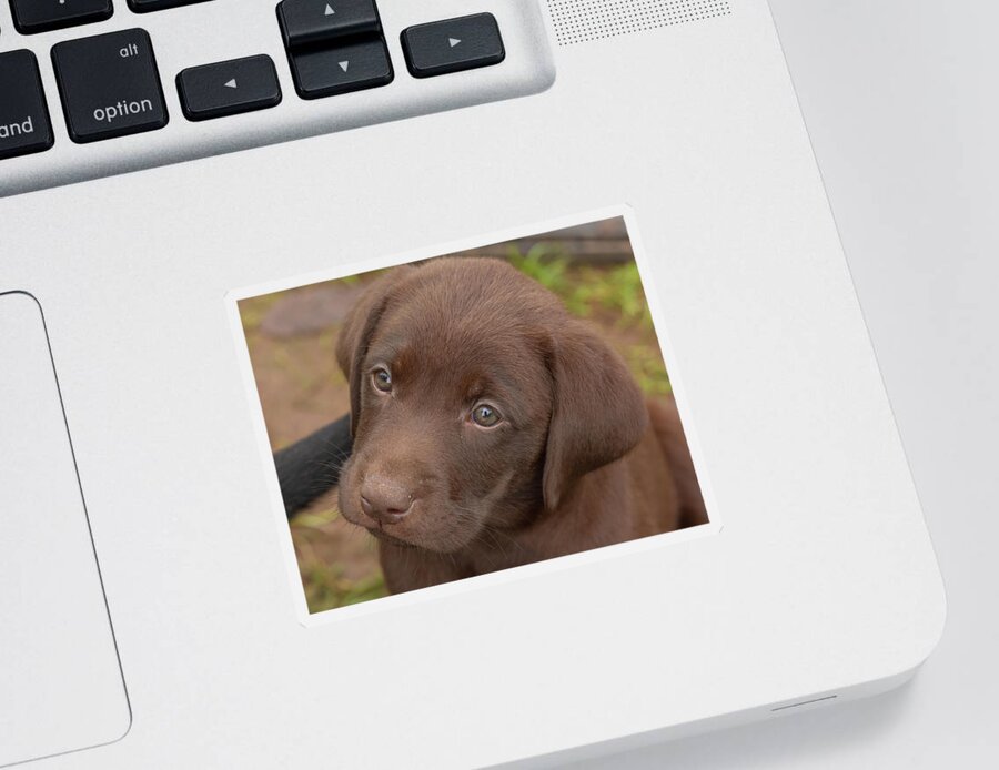 7 Weeks Old Sticker featuring the photograph Chocolate Labrador Retriever Puppy #2 by Linda Arndt