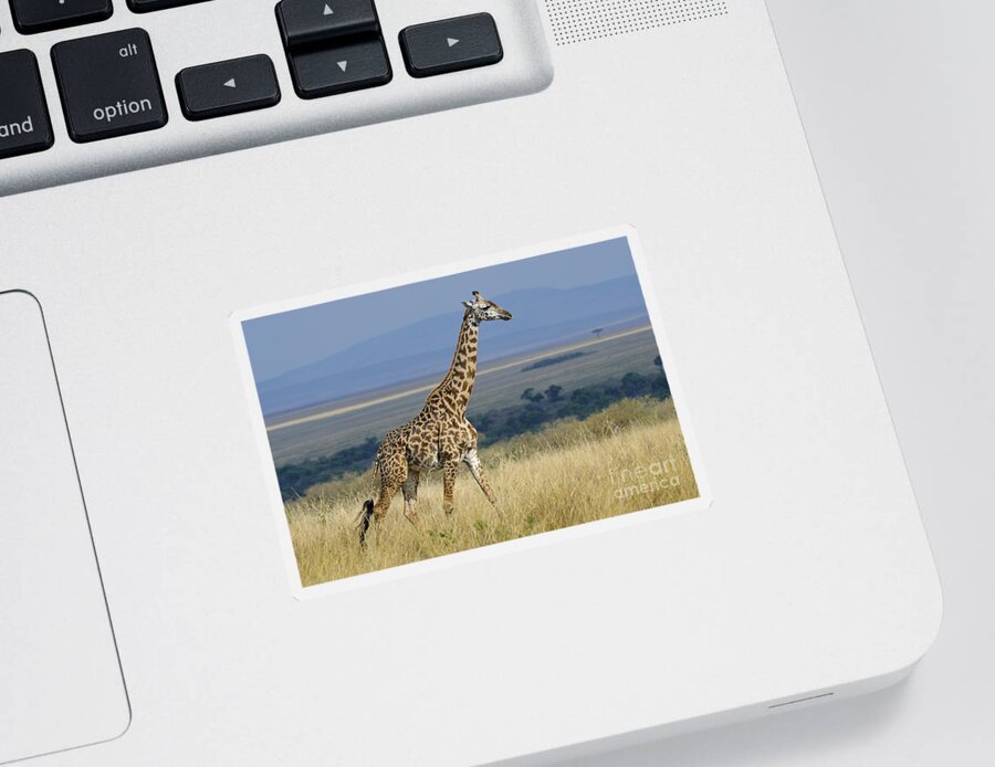 Africa Sticker featuring the photograph Common Giraffe #2 by John Shaw