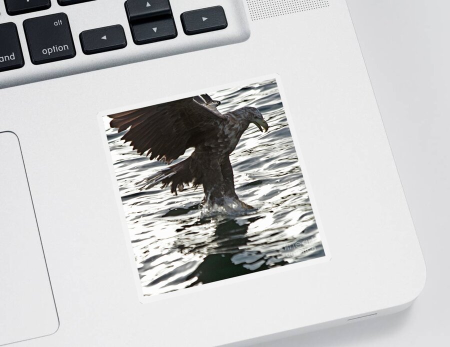 White_tailed Eagle Sticker featuring the photograph European Fishing Sea Eagle 3 by Heiko Koehrer-Wagner