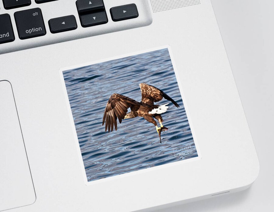 White_tailed Eagle Sticker featuring the photograph European Fishing Sea Eagle 4 by Heiko Koehrer-Wagner