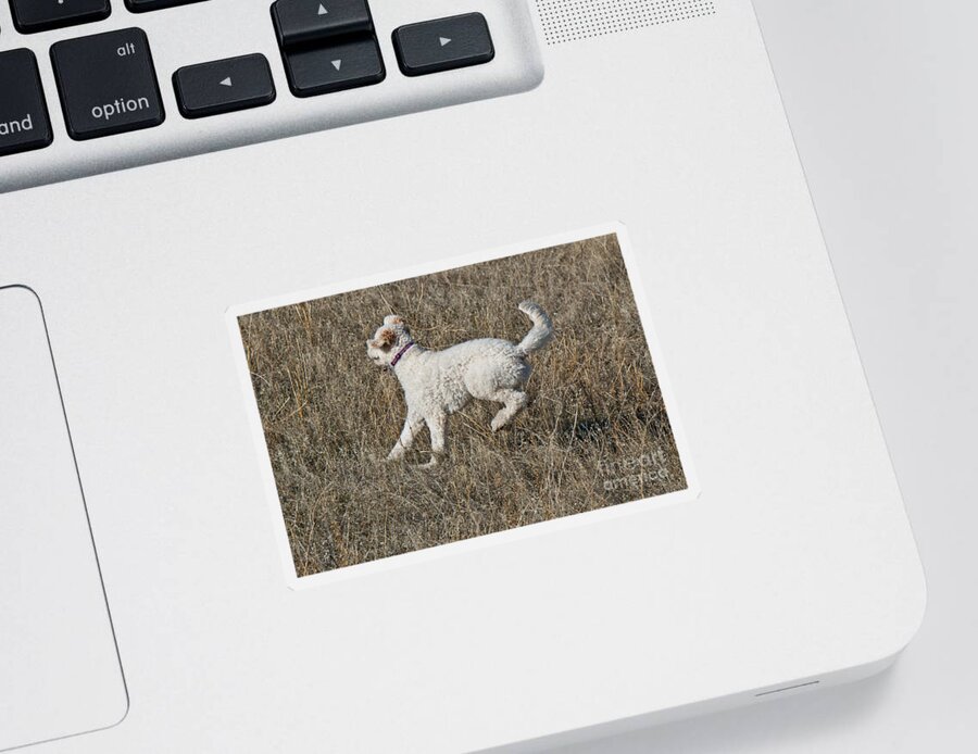 Nature Sticker featuring the photograph Goldendoodle Running #2 by William H. Mullins