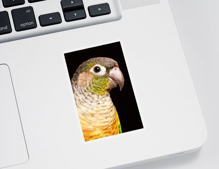 Green-cheeked Conure Sticker featuring the photograph Green-cheeked Conure Pyrrhura Molinae #2 by David Kenny