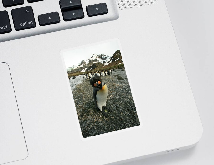 Juvenile King Penguin Sticker featuring the photograph King Penguin #3 by Amanda Stadther