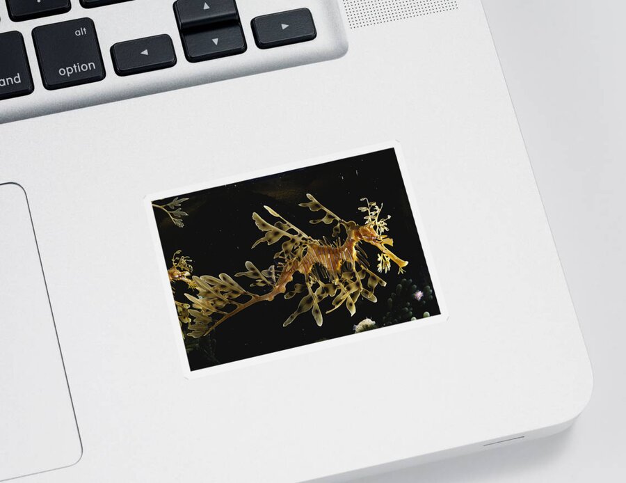 Actinopterygii Sticker featuring the photograph Leafy Sea Dragon #2 by Paul Zahl