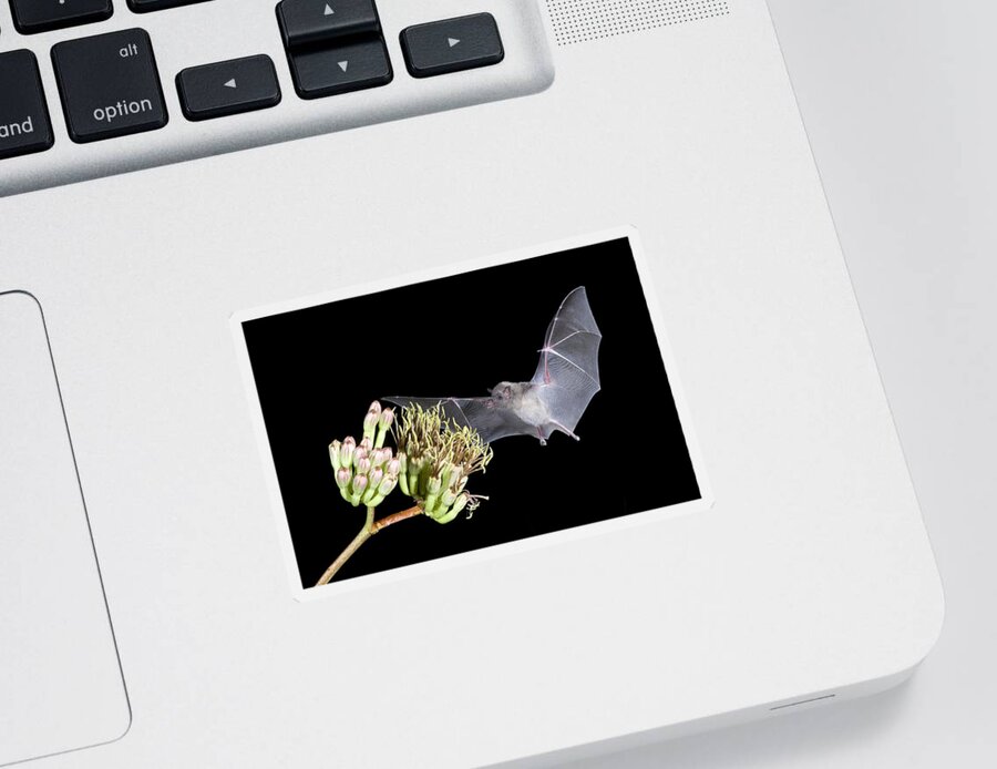Agavaceae Sticker featuring the photograph Mexican Long-tongued Bat #2 by Craig K. Lorenz