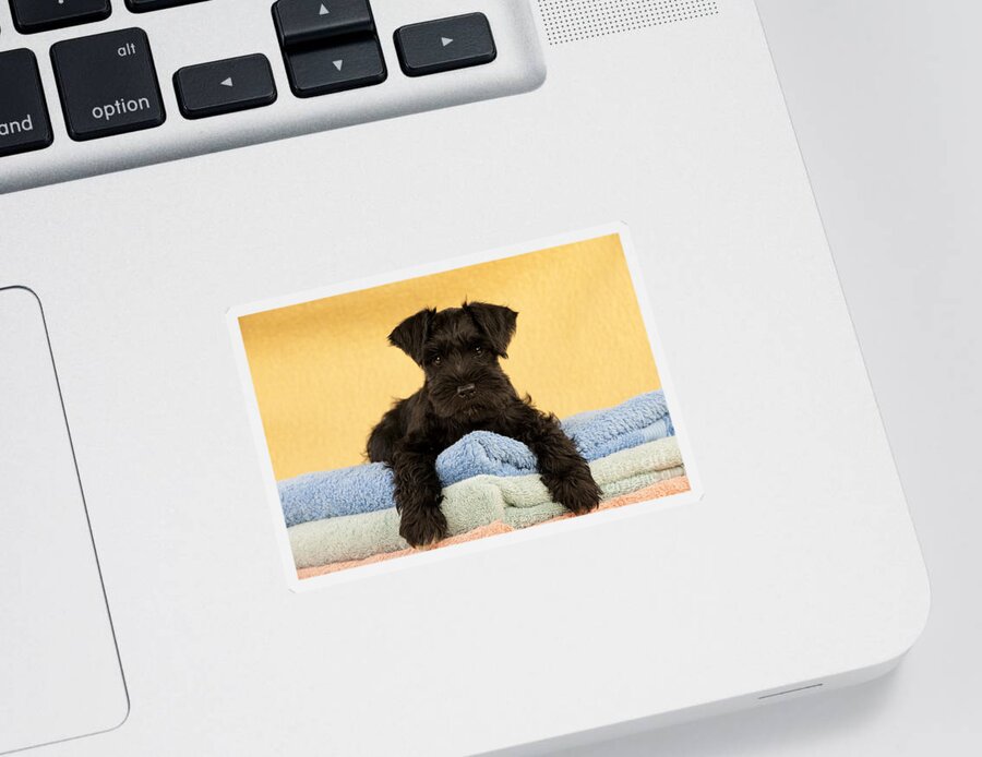 Dog Sticker featuring the photograph Miniature Schnauzer Puppy by John Daniels