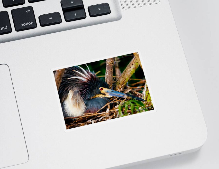 Art Sticker featuring the photograph On The Nest #2 by Christopher Holmes