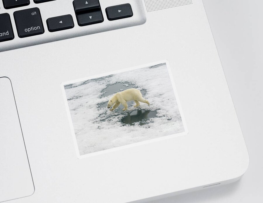 Polar Bear Sticker featuring the photograph Polar Bear Crossing Ice Floe #2 by John Shaw