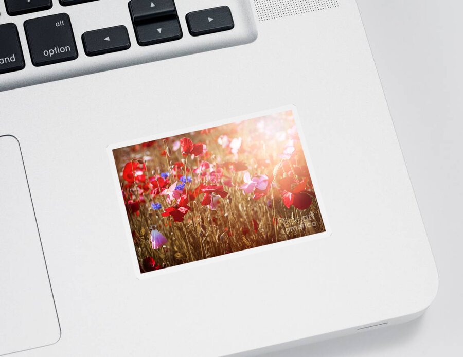 Poppies Sticker featuring the photograph Poppies in sunny meadow by Elena Elisseeva