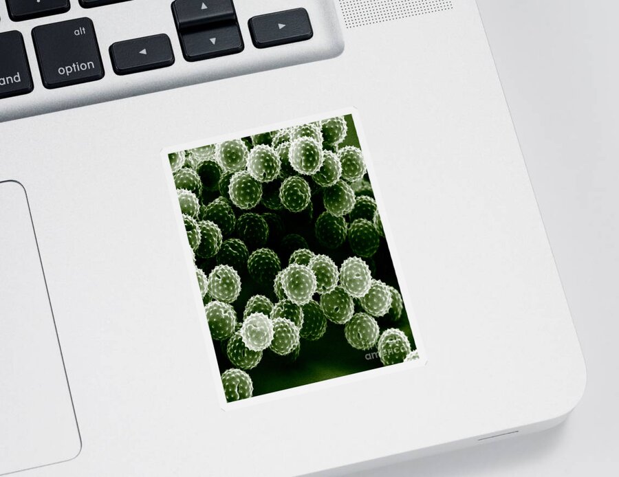 Allergen Sticker featuring the photograph Ragweed Pollen Sem #2 by David M. Phillips / The Population Council