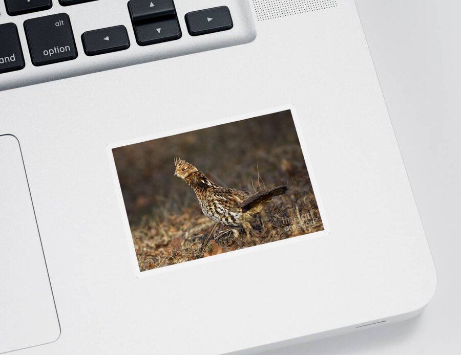 Bedford Sticker featuring the photograph Ruffed Grouse #2 by Ronald Lutz