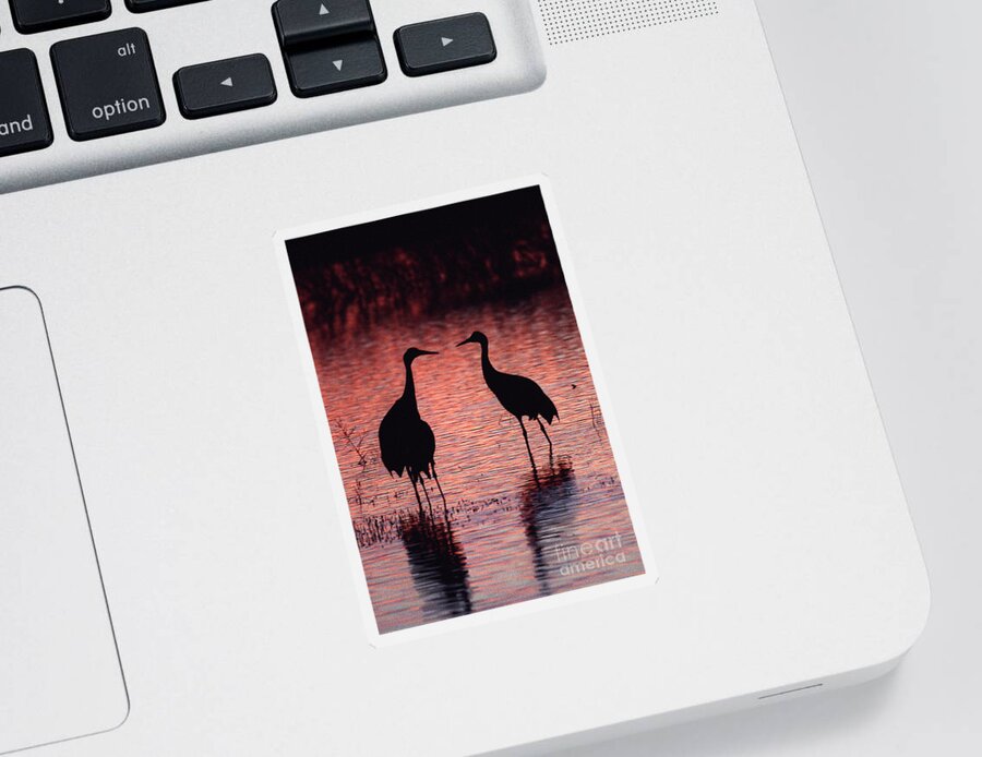 Birds Sticker featuring the photograph Sandhill cranes by Steven Ralser