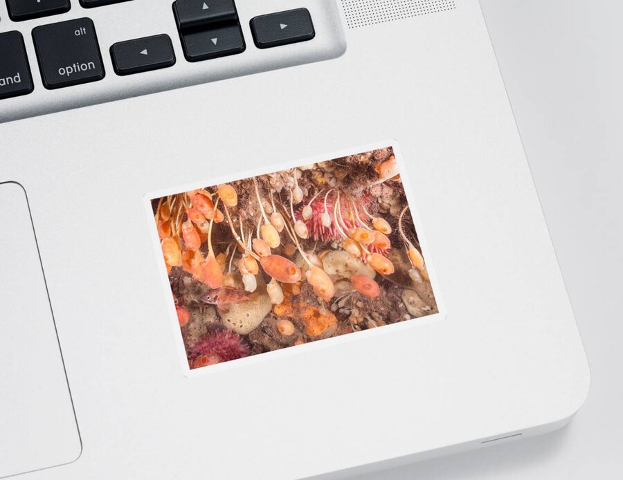 Stalked Tunicate Sticker featuring the photograph Stalked Tunicates #2 by Andrew J. Martinez