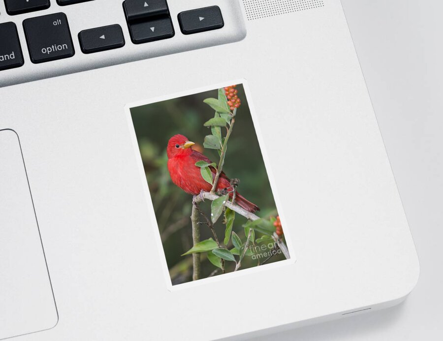Summer Tanager Sticker featuring the photograph Summer Tanager #2 by Anthony Mercieca