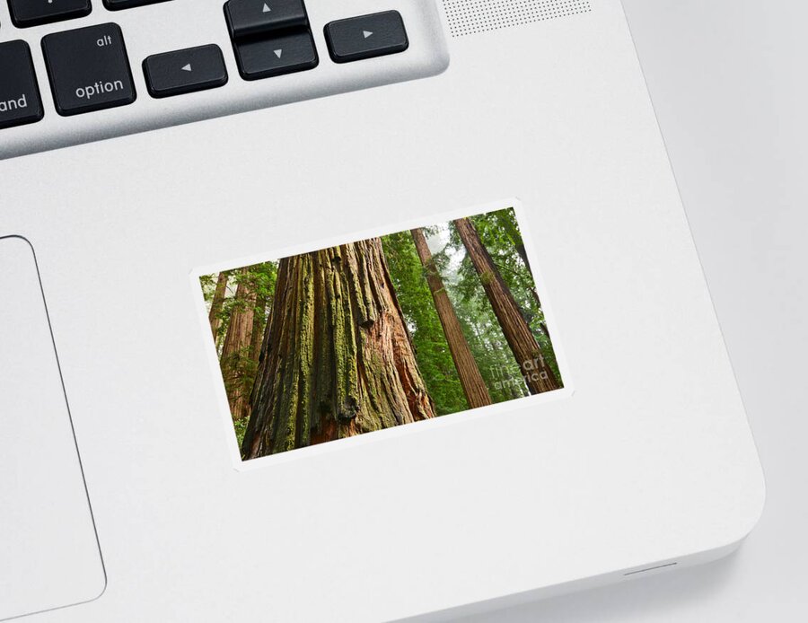 Redwoods Sticker featuring the photograph The beautiful and massive giant redwoods Sequoia sempervirens in Redwoods National Park. #2 by Jamie Pham