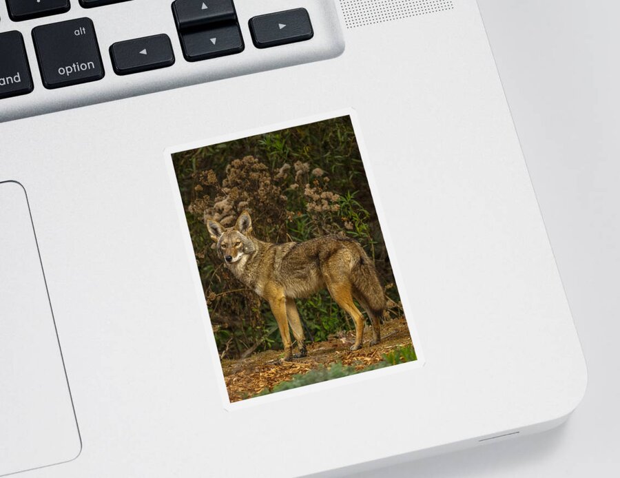 The Coyote Sticker featuring the photograph The Coyote #1 by Ernest Echols