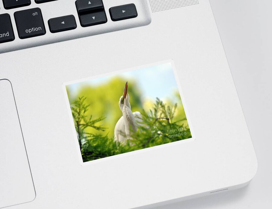 Egret Sticker featuring the photograph Things Are Looking Up #2 by Kathy Baccari