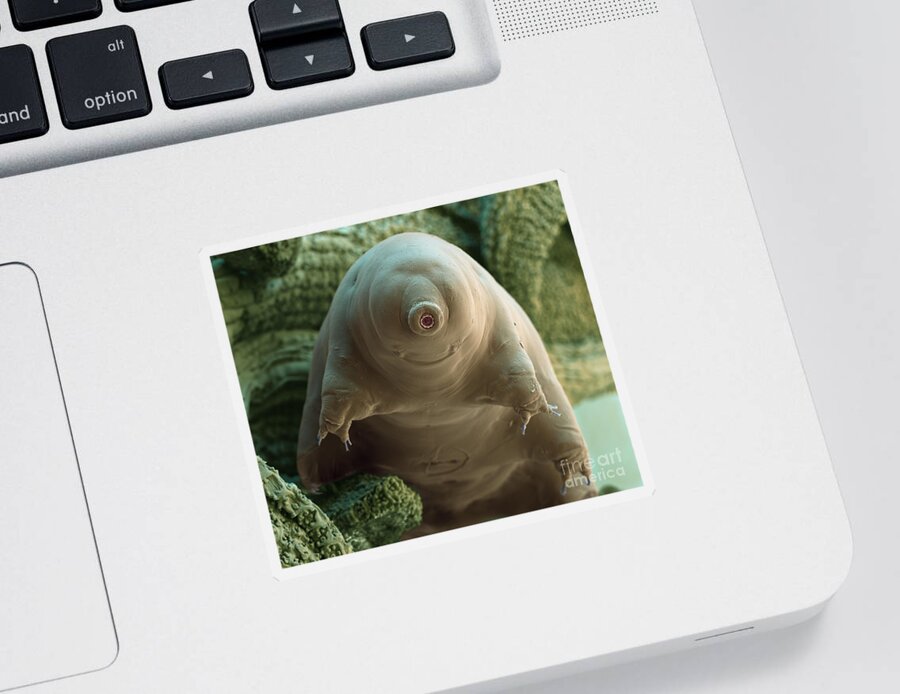 Macrobiotus Sapiens Sticker featuring the photograph Water Bear Or Tardigrade by Eye of Science