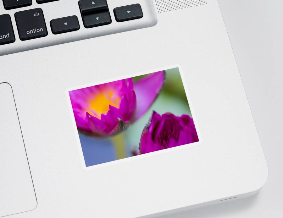 Waterlily Sticker featuring the photograph Waterlily Dream by Priya Ghose