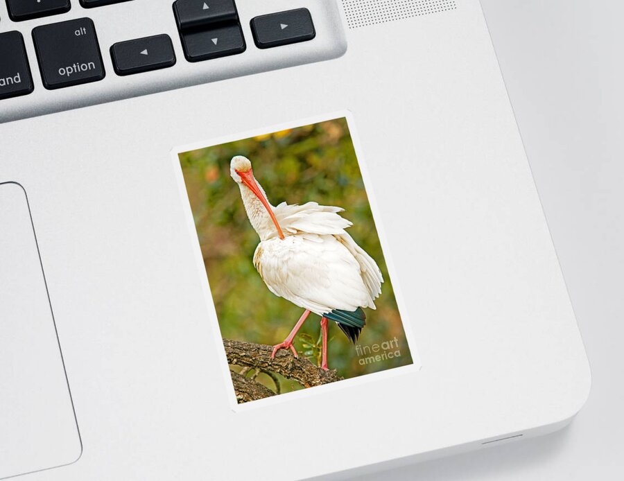 Nature Sticker featuring the photograph White Ibis #2 by Millard H. Sharp
