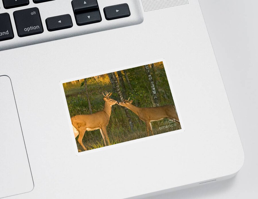 Animal Sticker featuring the photograph White-tailed Deer #45 by Linda Freshwaters Arndt