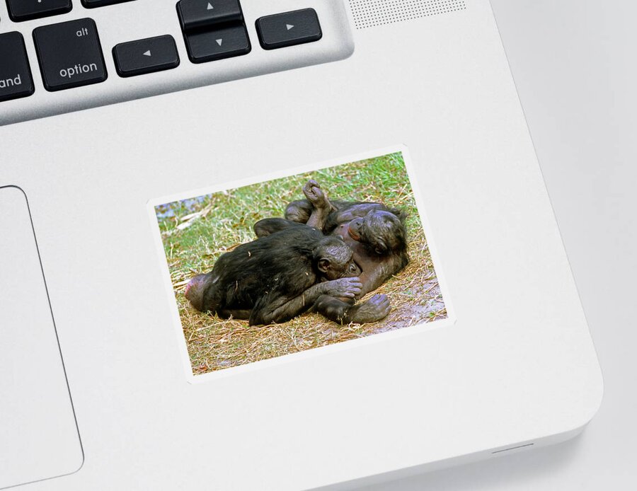 Bonobo Sticker featuring the photograph Bonobo #22 by Millard H. Sharp