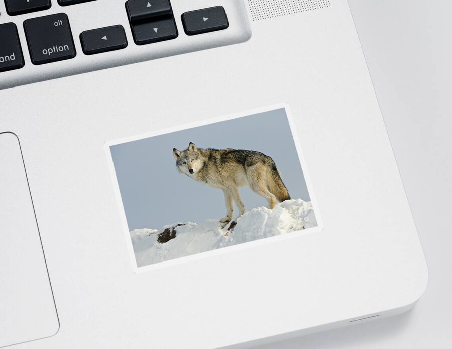 Canis Lupus Sticker featuring the photograph Wolf In Winter #29 by John Shaw