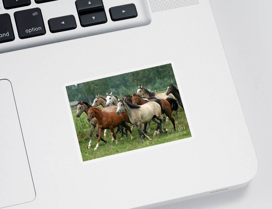 Horse Sticker featuring the photograph Arabian Horses #3 by Ang El