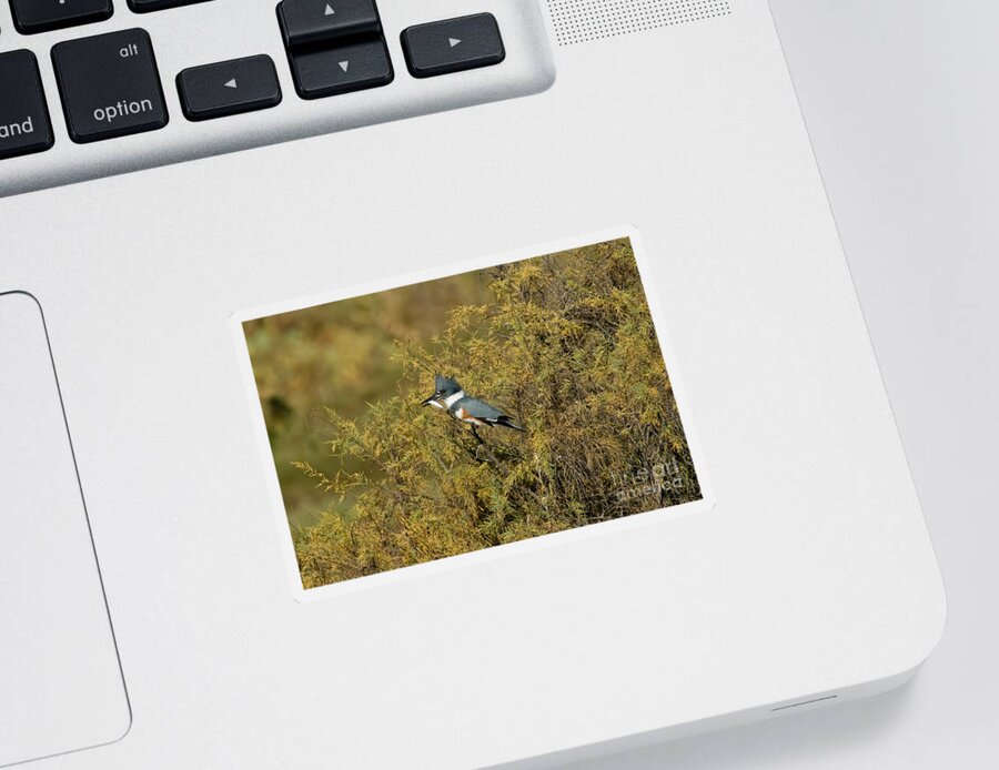 Vertical Sticker featuring the photograph Belted Kingfisher With Fish #3 by Anthony Mercieca