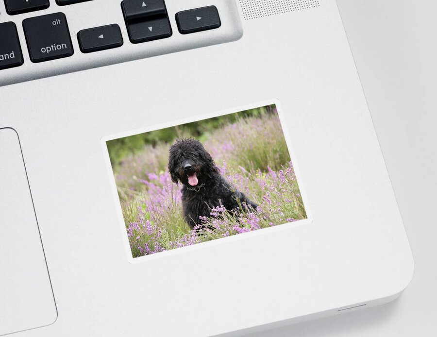 Labradoodle Sticker featuring the photograph Black Labradoodle by John Daniels