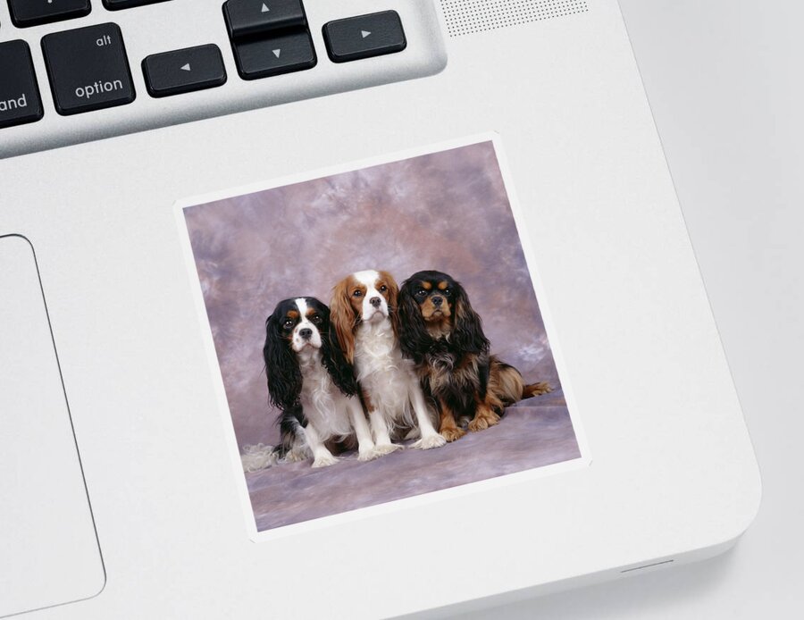 Dog Sticker featuring the photograph Cavalier King Charles Spaniels #3 by John Daniels