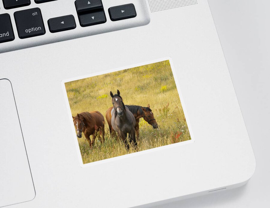 Colette Sticker featuring the photograph 3 Free happy Horse Friends Joy on Samsoe Island Denmark by Colette V Hera Guggenheim