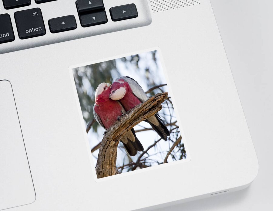 Eolophus Roseicapilla Sticker featuring the photograph Galahs #3 by Steven Ralser