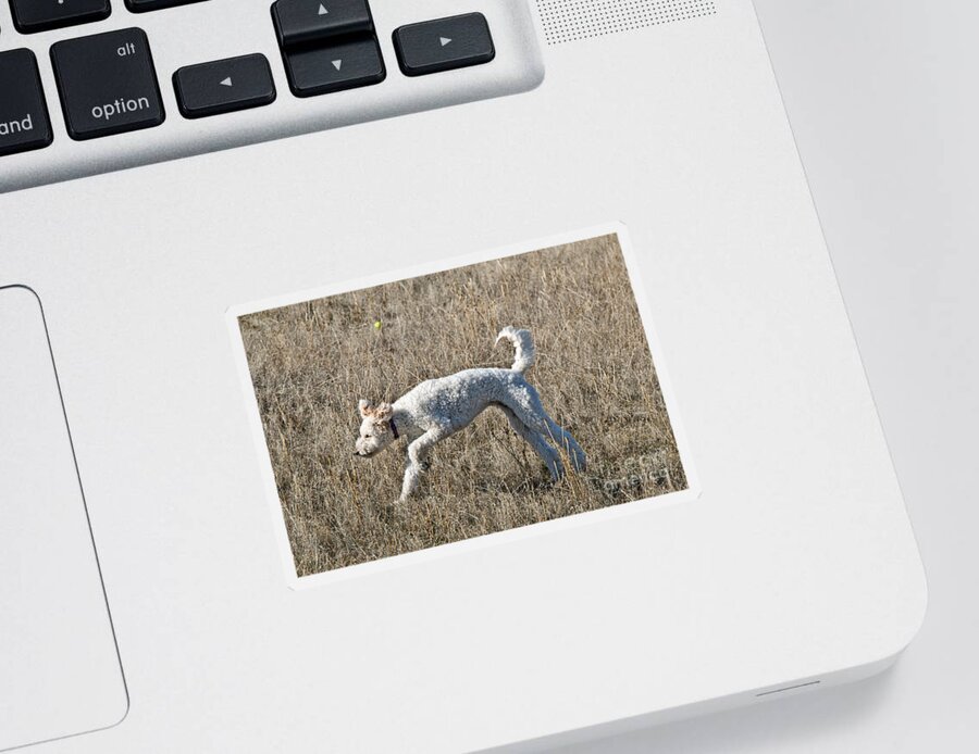 Nature Sticker featuring the photograph Goldendoodle Running #3 by William H. Mullins