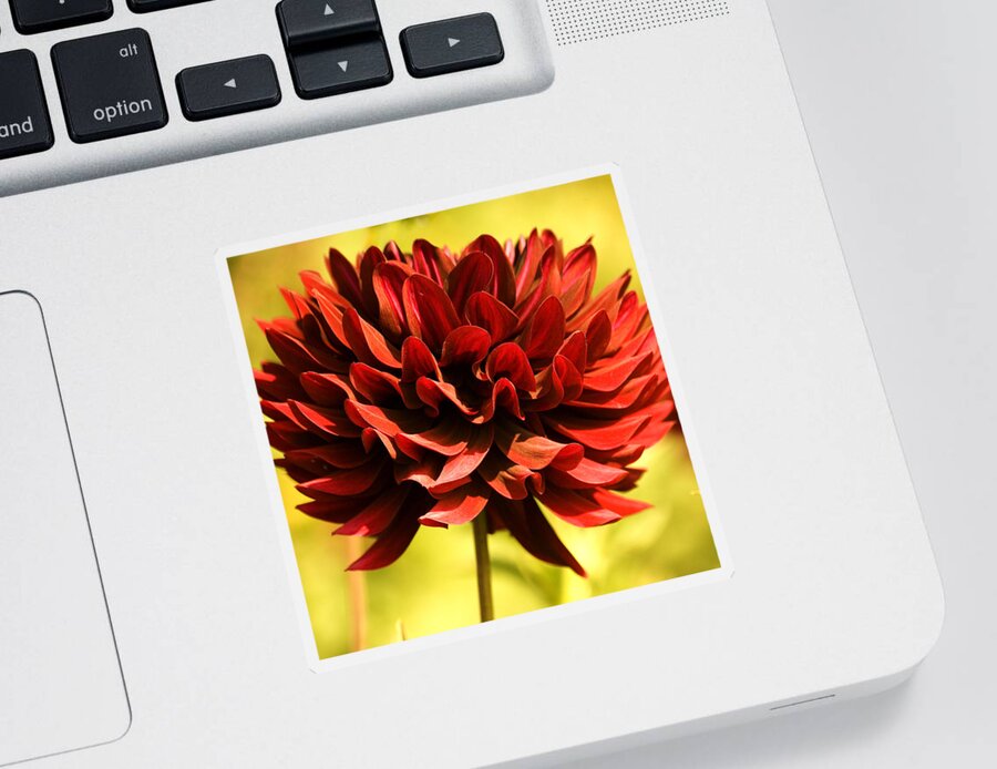 Red Dahlia Sticker featuring the photograph Good Morning #3 by Bonnie Bruno