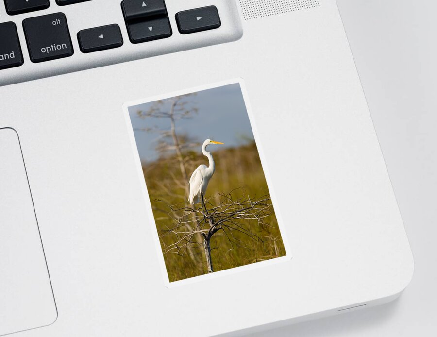 Egret Sticker featuring the photograph Great White Egret by Raul Rodriguez