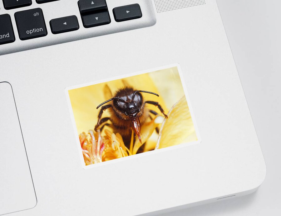 And Flower Sticker featuring the photograph Honeybee #3 by Harry Rogers