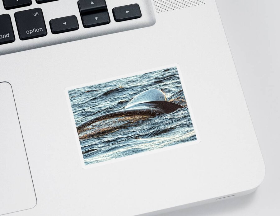Bay Bulls Sticker featuring the photograph Humpback Whale Lobtailing #3 by Perla Copernik