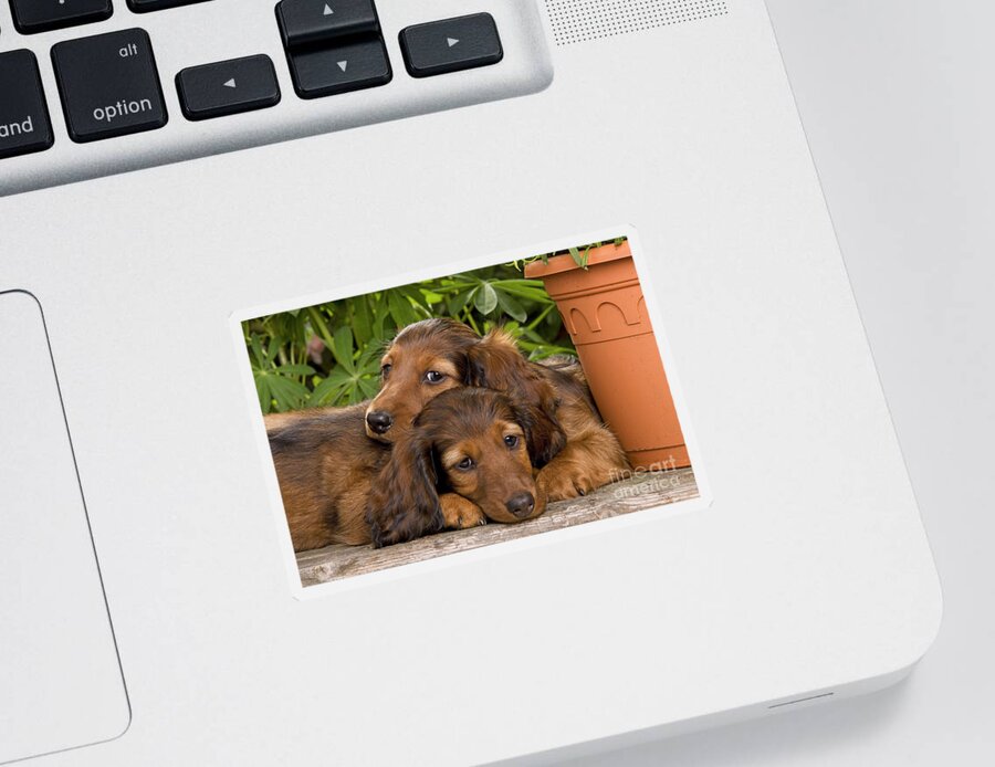 Dachshund Sticker featuring the photograph Long-haired Dachshunds by Jean-Michel Labat