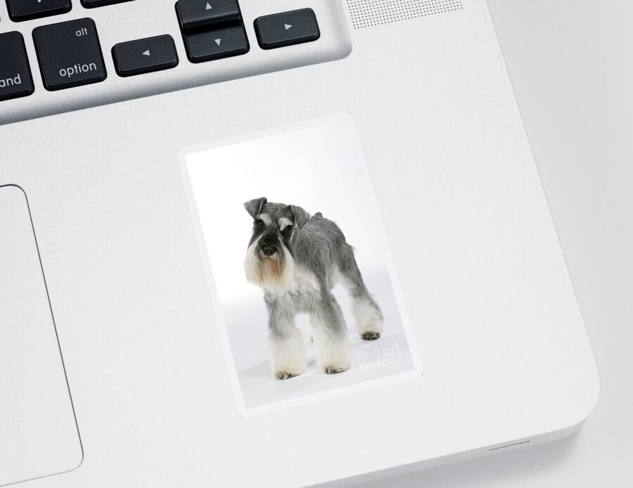 Dog Sticker featuring the photograph Miniature Schnauzer by John Daniels