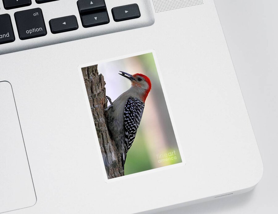 Red-bellied Woodpecker Sticker featuring the photograph Red Bellied Woodpecker #1 by Meg Rousher