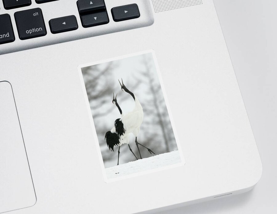 Red-crowned Crane Sticker featuring the photograph Red-crowned Cranes #3 by M. Watson