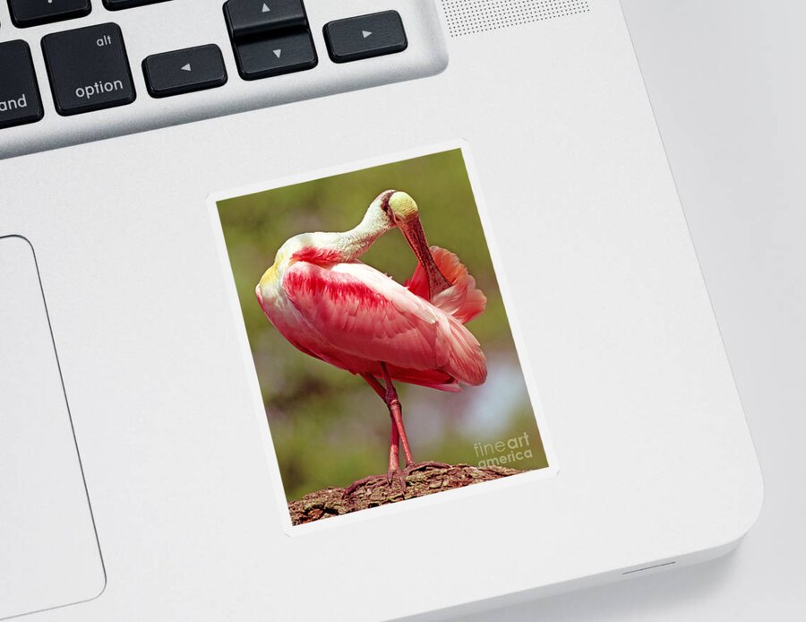 Nature Sticker featuring the photograph Roseate Spoonbill #3 by Millard H. Sharp