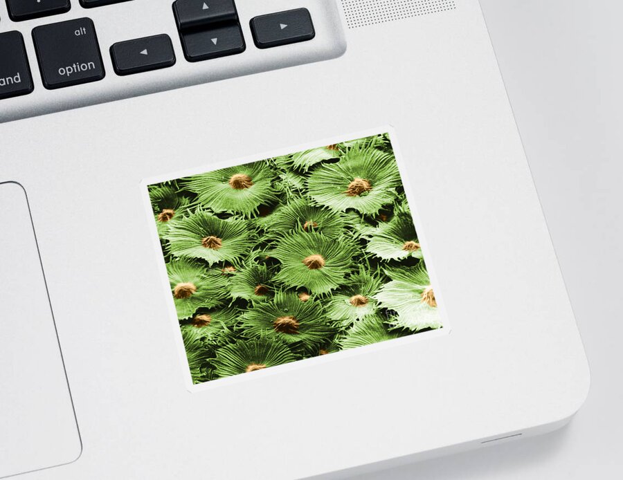 Science Sticker featuring the photograph Russian Silverberry Leaf Sem #3 by Asa Thoresen