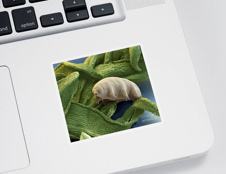 Macrobiotus Sapiens Sticker featuring the photograph Water Bear #3 by Eye of Science and Science Source