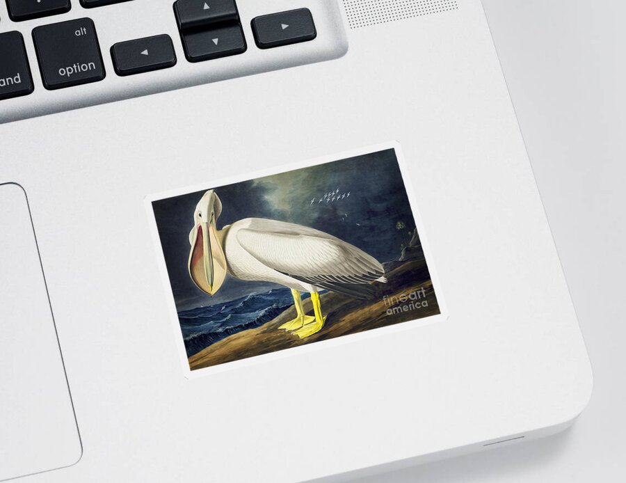 Audubon Watercolors Sticker featuring the drawing American White Pelican #4 by Celestial Images