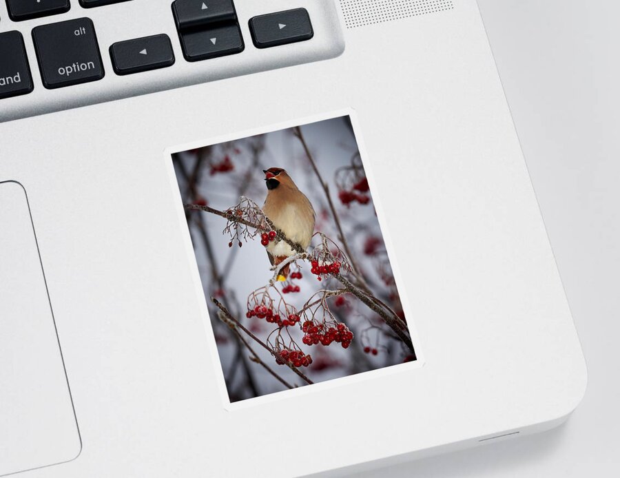 Bombycilla Garrulus Sticker featuring the photograph Bohemian waxwings eating rowan berries #4 by Jouko Lehto