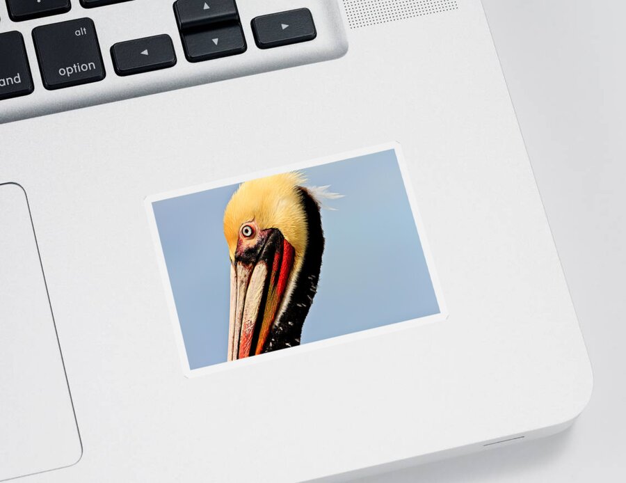 Pelican Sticker featuring the photograph Brown Pelican #4 by Ben Graham