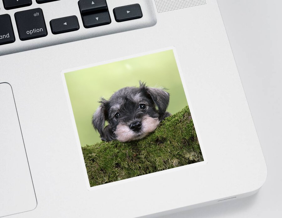 Dog Sticker featuring the photograph Miniature Schnauzer Puppy #4 by John Daniels